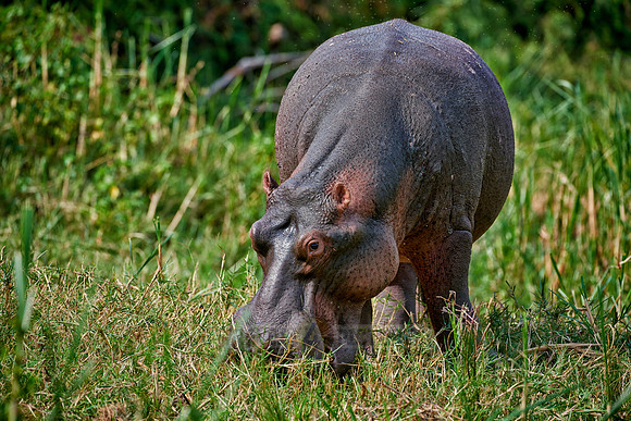 Hippopotamus, Hippopotamus amphibius