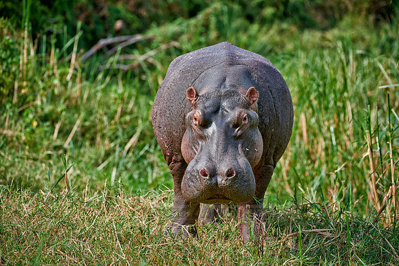 Hippopotamus, Hippopotamus amphibius
