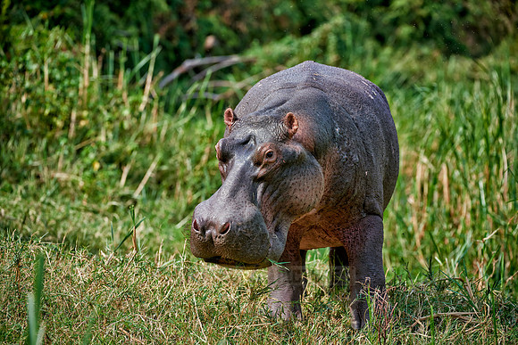 Hippopotamus, Hippopotamus amphibius