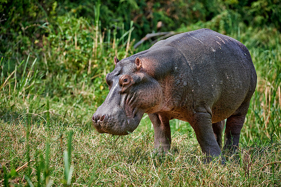 Hippopotamus, Hippopotamus amphibius