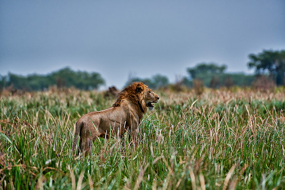 male lion in grassland