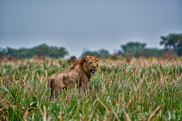 male lion in grassland