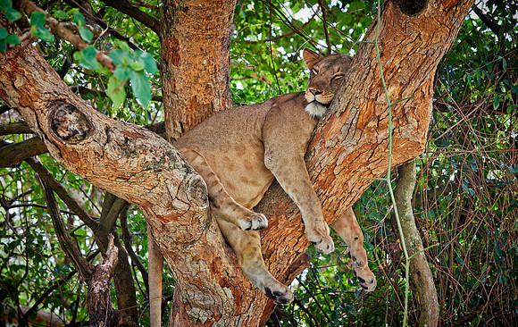 tree climbing lioness