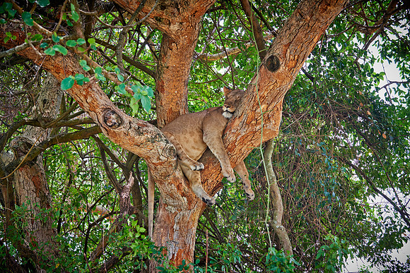 tree climbing lioness
