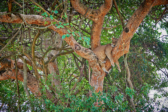 tree climbing lioness