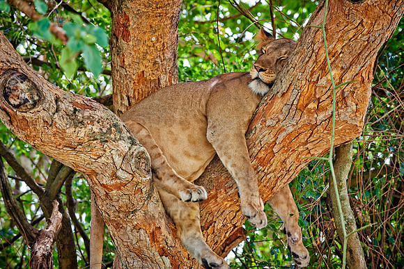 tree climbing lioness