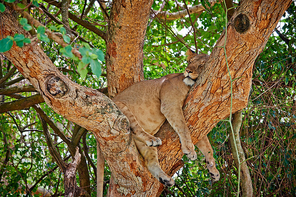tree climbing lioness