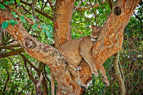 tree climbing lioness