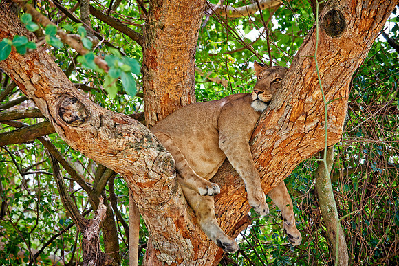 tree climbing lioness
