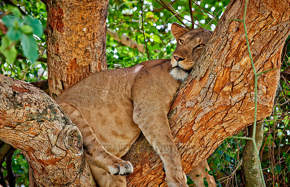 tree climbing lioness