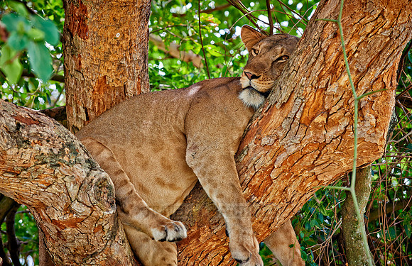 tree climbing lioness