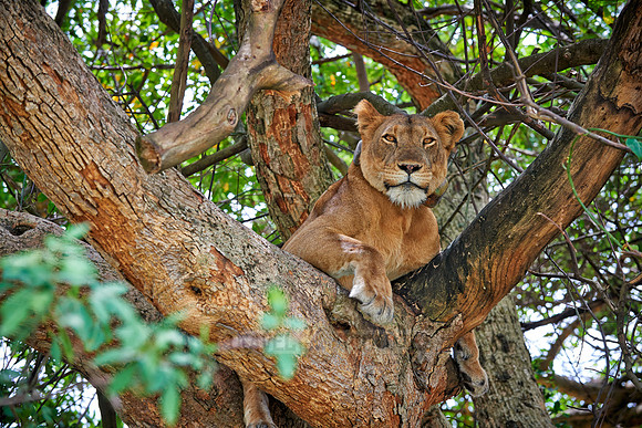 tree climbing lioness