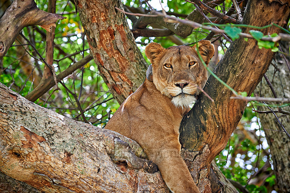 tree climbing lioness