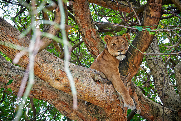 tree climbing lioness