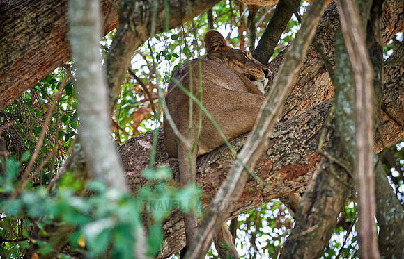 tree climbing lioness