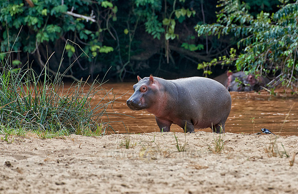 Hippopotamus, Hippopotamus amphibius