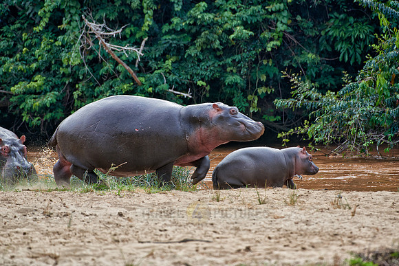 Hippopotamus, Hippopotamus amphibius