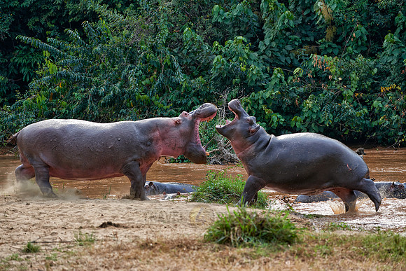 fighting Hippos