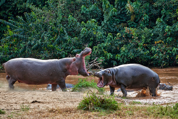 fighting Hippos