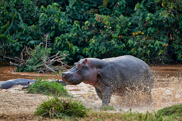 Hippopotamus, Hippopotamus amphibius