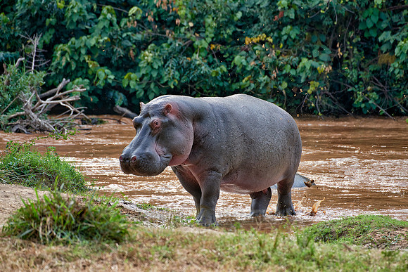 Hippopotamus, Hippopotamus amphibius