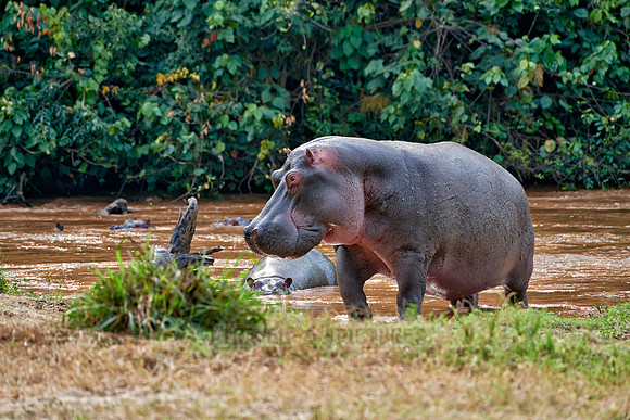Hippopotamus, Hippopotamus amphibius