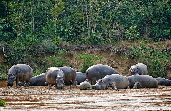 Hippopotamus, Hippopotamus amphibius
