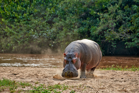 Hippopotamus, Hippopotamus amphibius