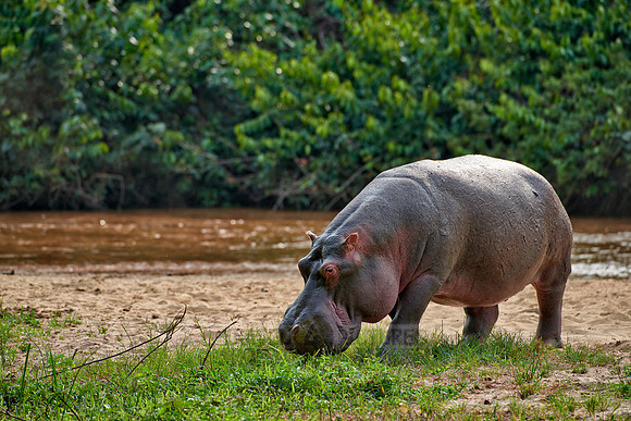 Hippopotamus, Hippopotamus amphibius