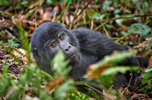 mountain-gorilla, Gorilla beringei beringei