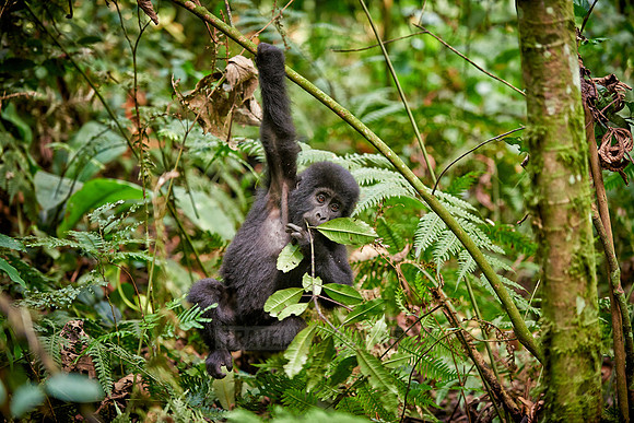 Baby mountain gorilla
