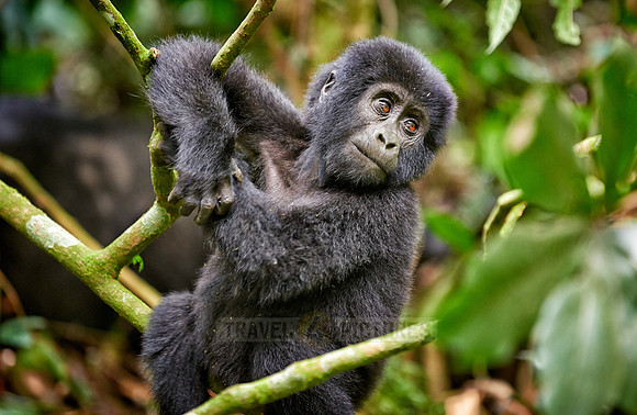 Baby mountain gorilla