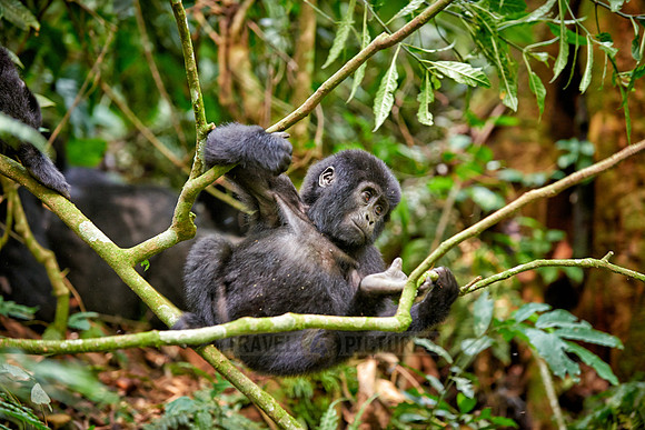 Baby mountain gorilla