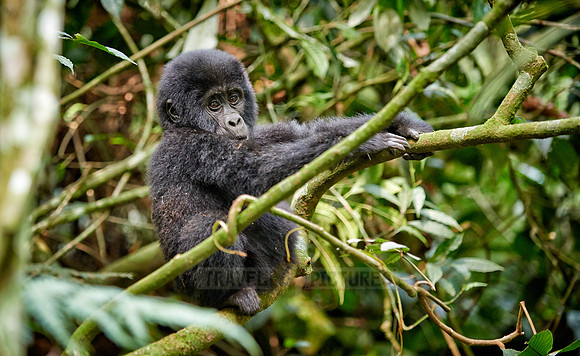 Baby mountain gorilla
