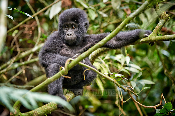 Baby mountain gorilla