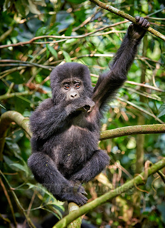 Baby mountain gorilla
