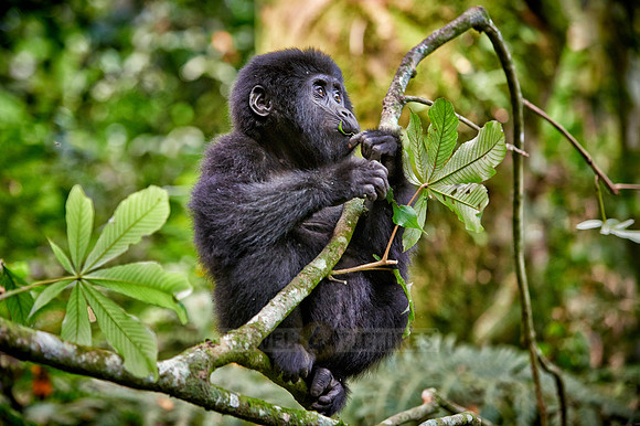 Baby mountain gorilla