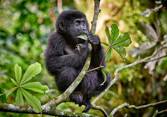 Baby mountain gorilla