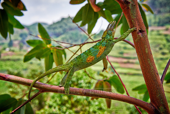 Jackson's three-horned chameleon, Trioceros jacksonii