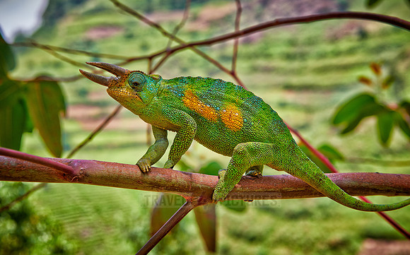 Jackson's three-horned chameleon, Trioceros jacksonii