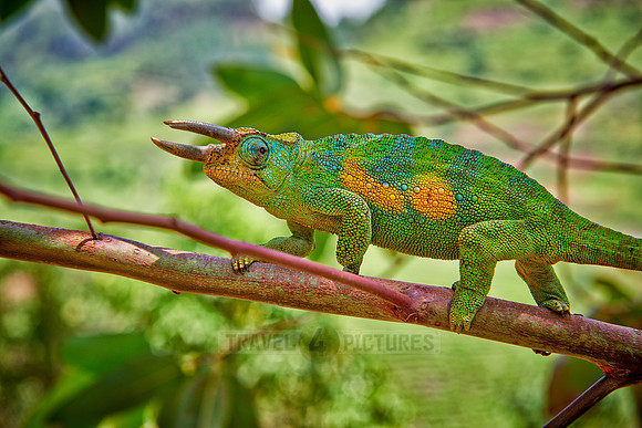 Jackson's three-horned chameleon, Trioceros jacksonii