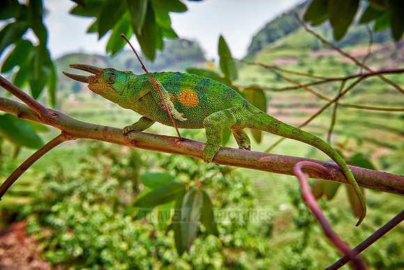 Jackson's three-horned chameleon, Trioceros jacksonii