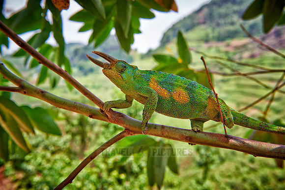 Jackson's three-horned chameleon, Trioceros jacksonii