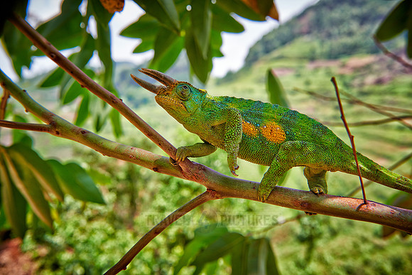 Jackson's three-horned chameleon, Trioceros jacksonii
