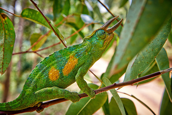 Jackson's three-horned chameleon, Trioceros jacksonii