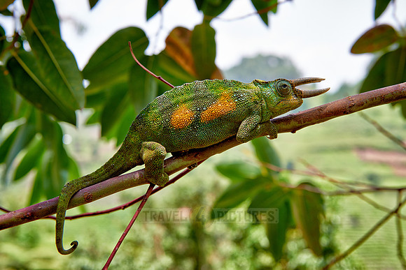 Jackson's three-horned chameleon, Trioceros jacksonii