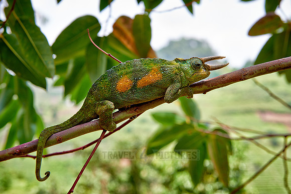 Jackson's three-horned chameleon, Trioceros jacksonii