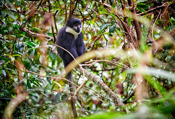 L’Hoest’s monkey, Cercopithecus lhoesti|