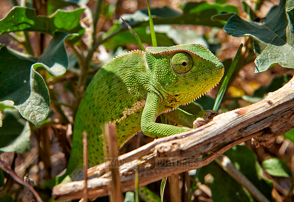 Chameleon, Chamaeleonidae