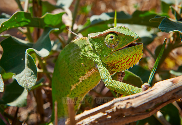 Chameleon, Chamaeleonidae
